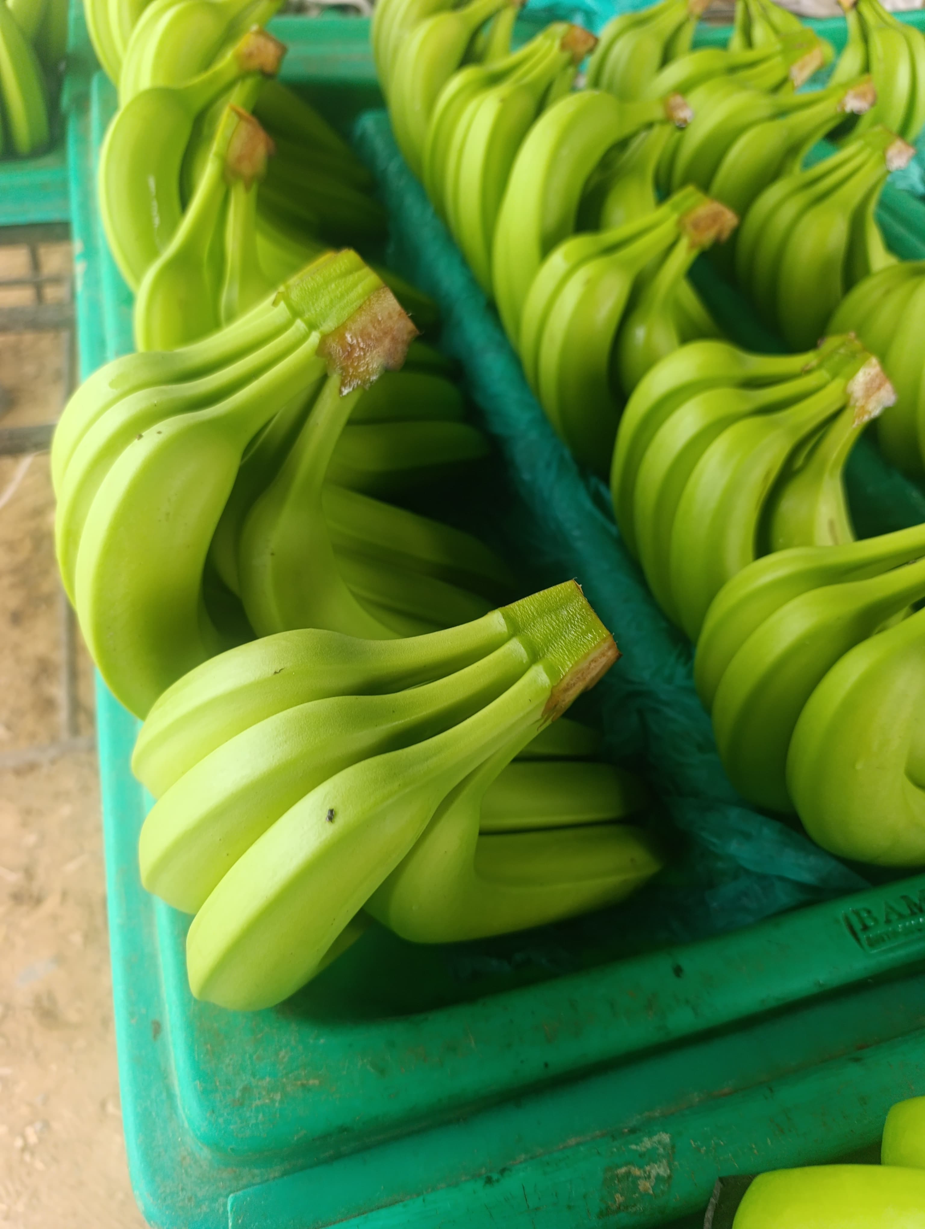 Vivimos del Banano - Producción de Banano