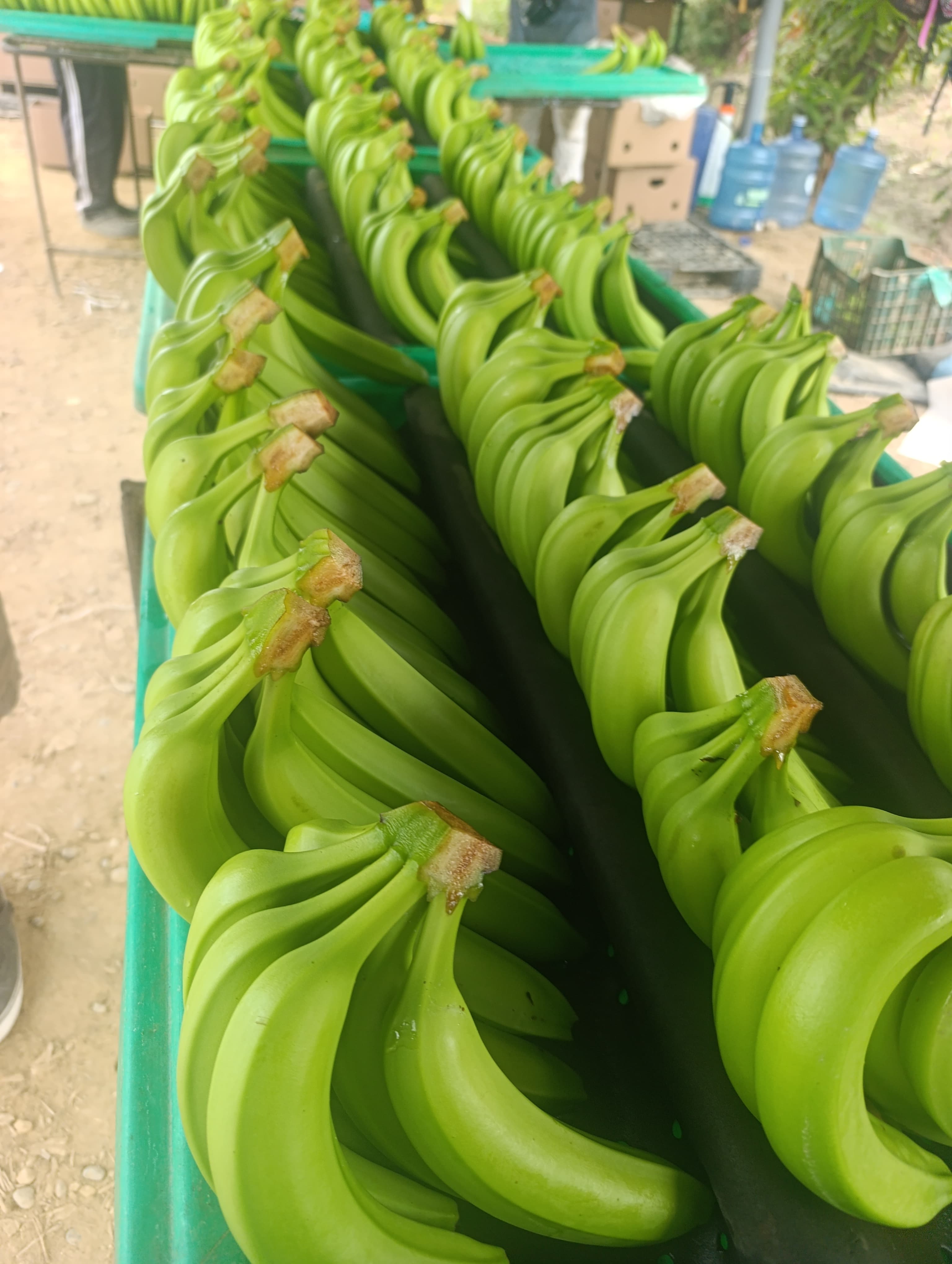 Racimos de banano verde en cajas