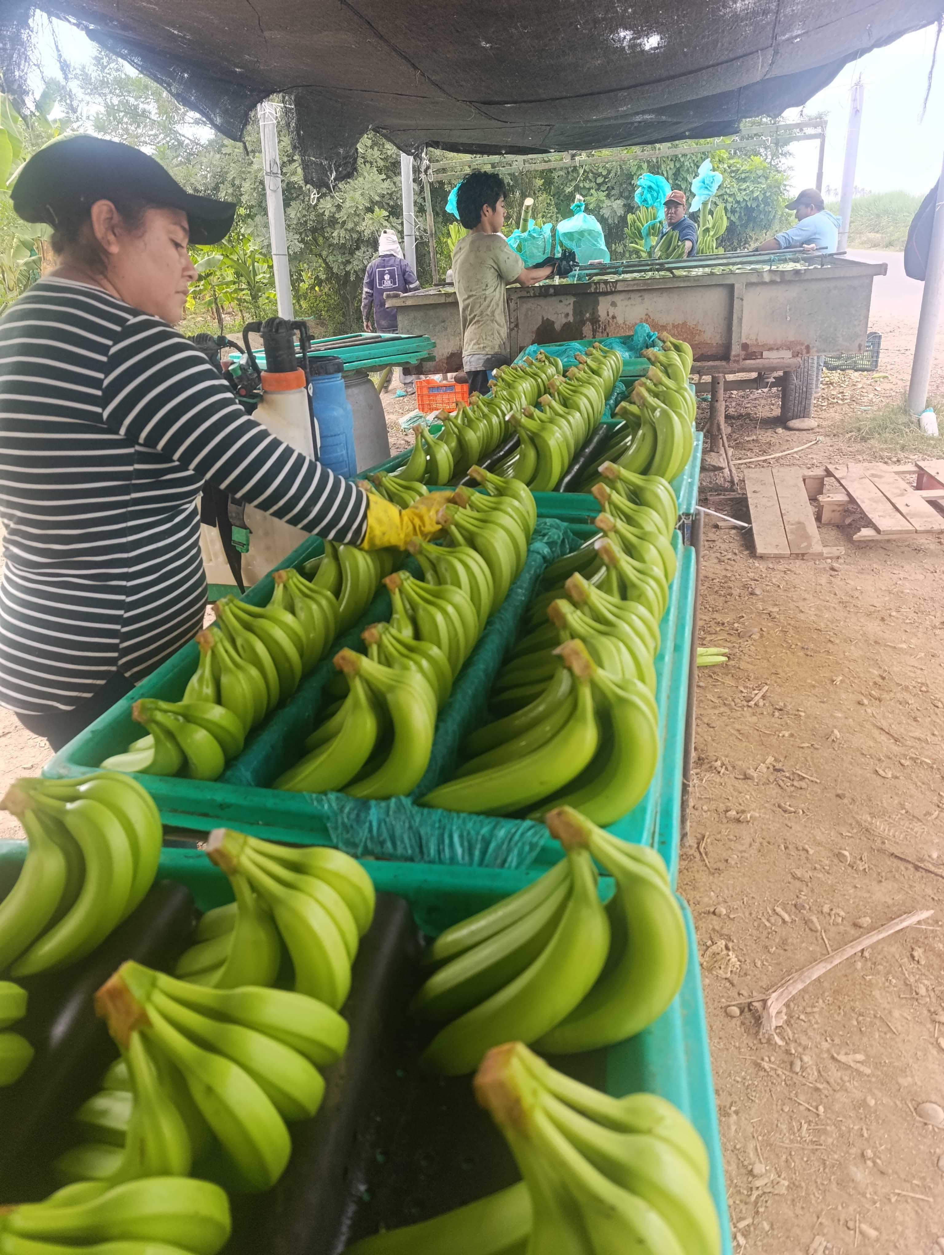 Trabajador empacando bananos