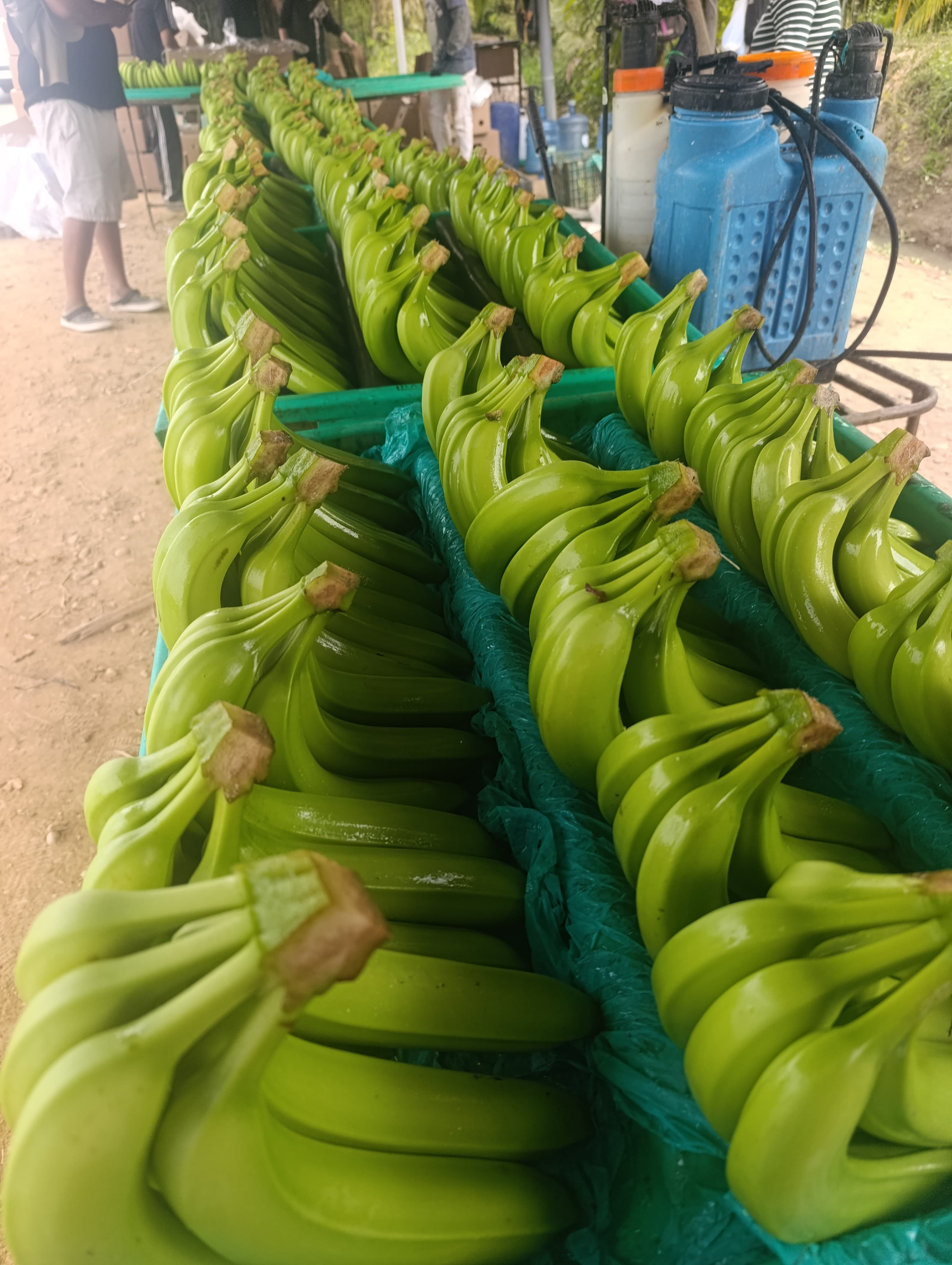 Bananos organizados en cajas de cartón