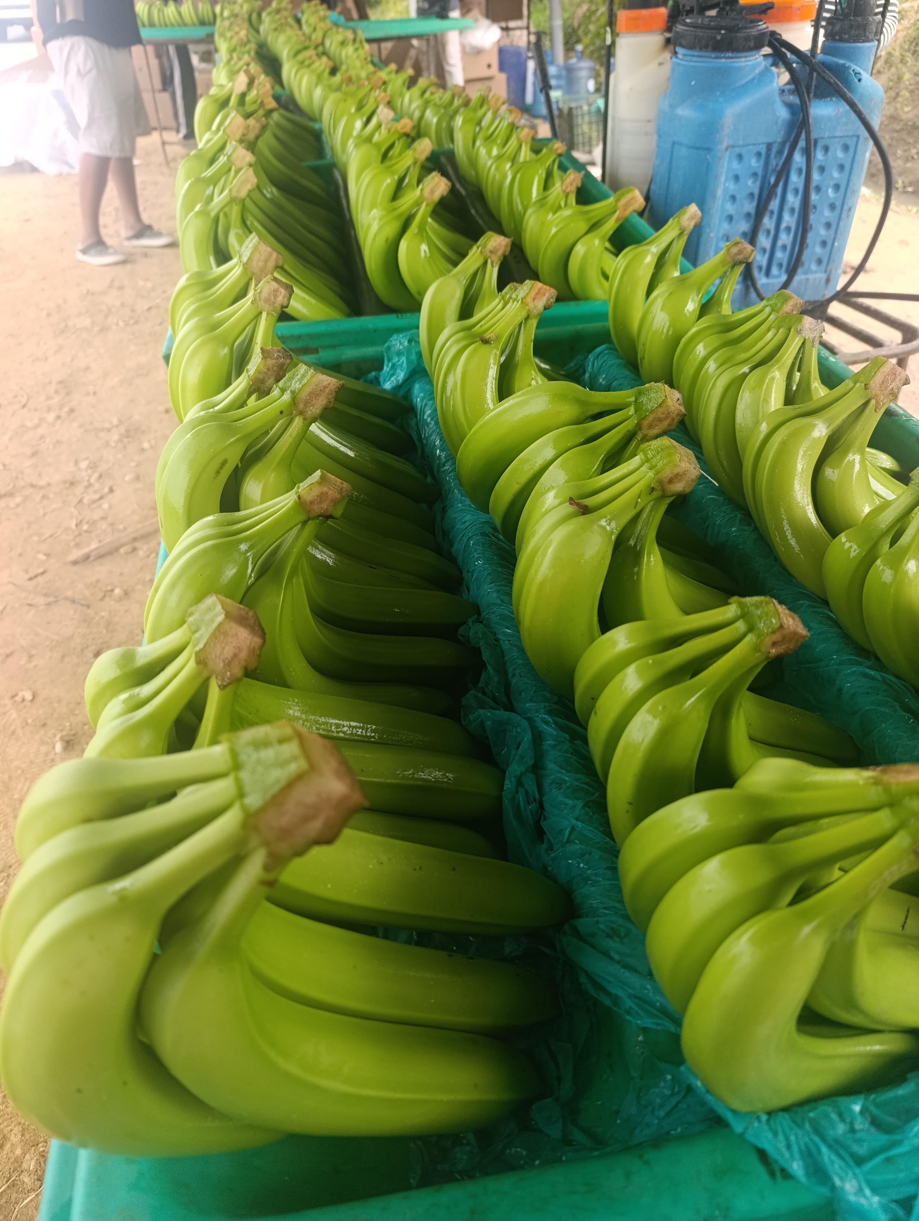 Bananos en cajas listas para exportar