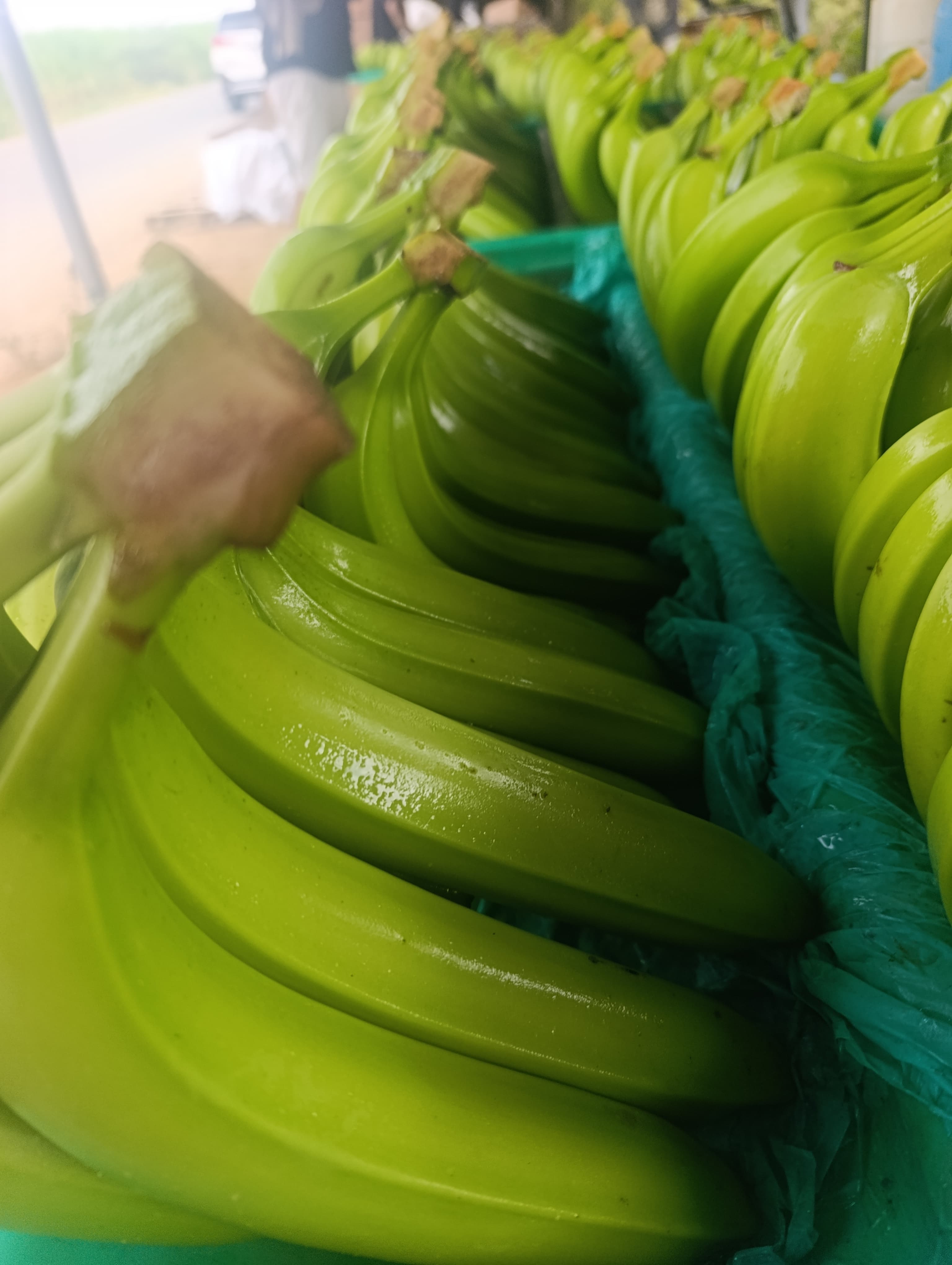 Selección y clasificación de bananos