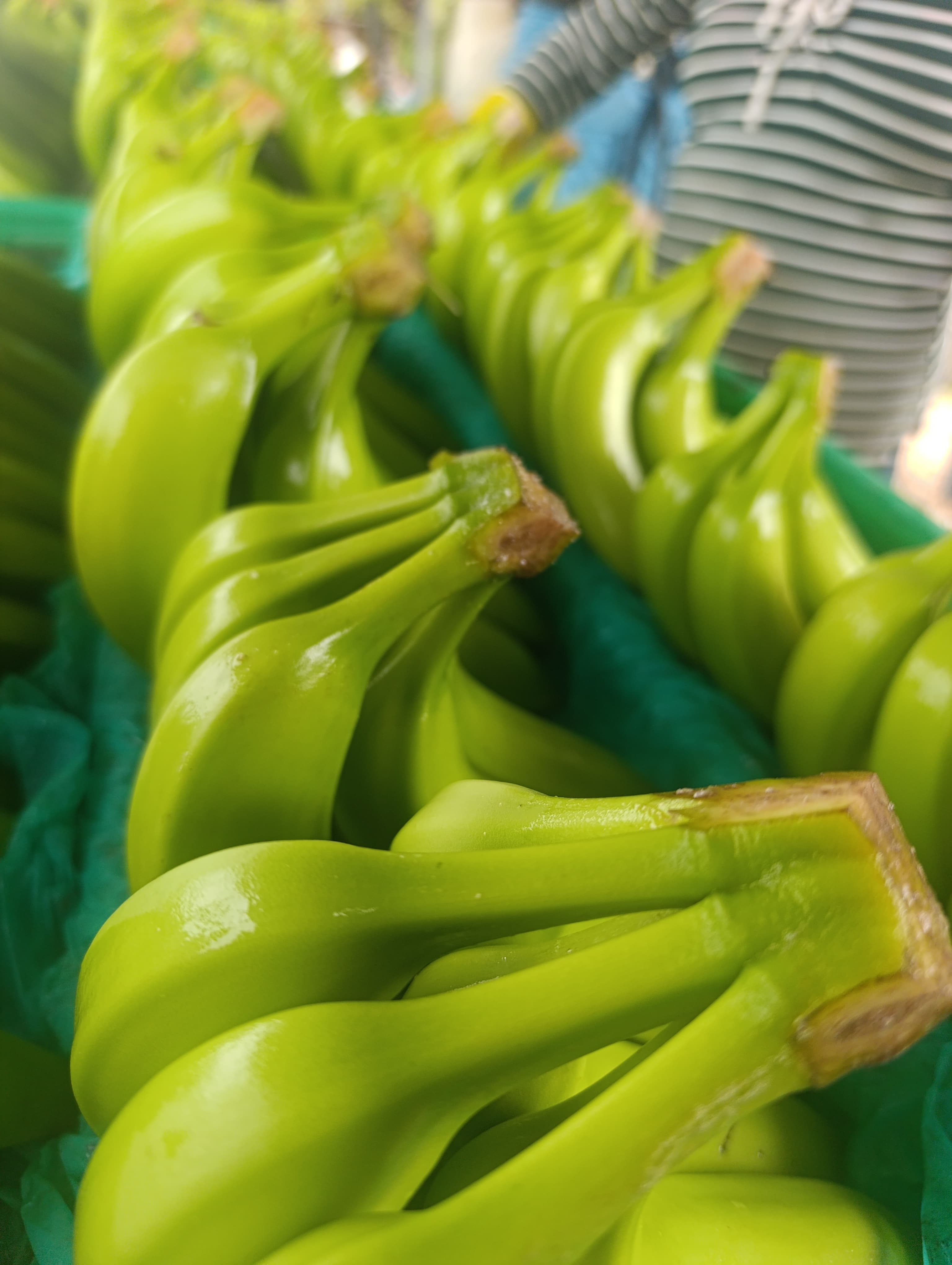 Bananos verdes de alta calidad