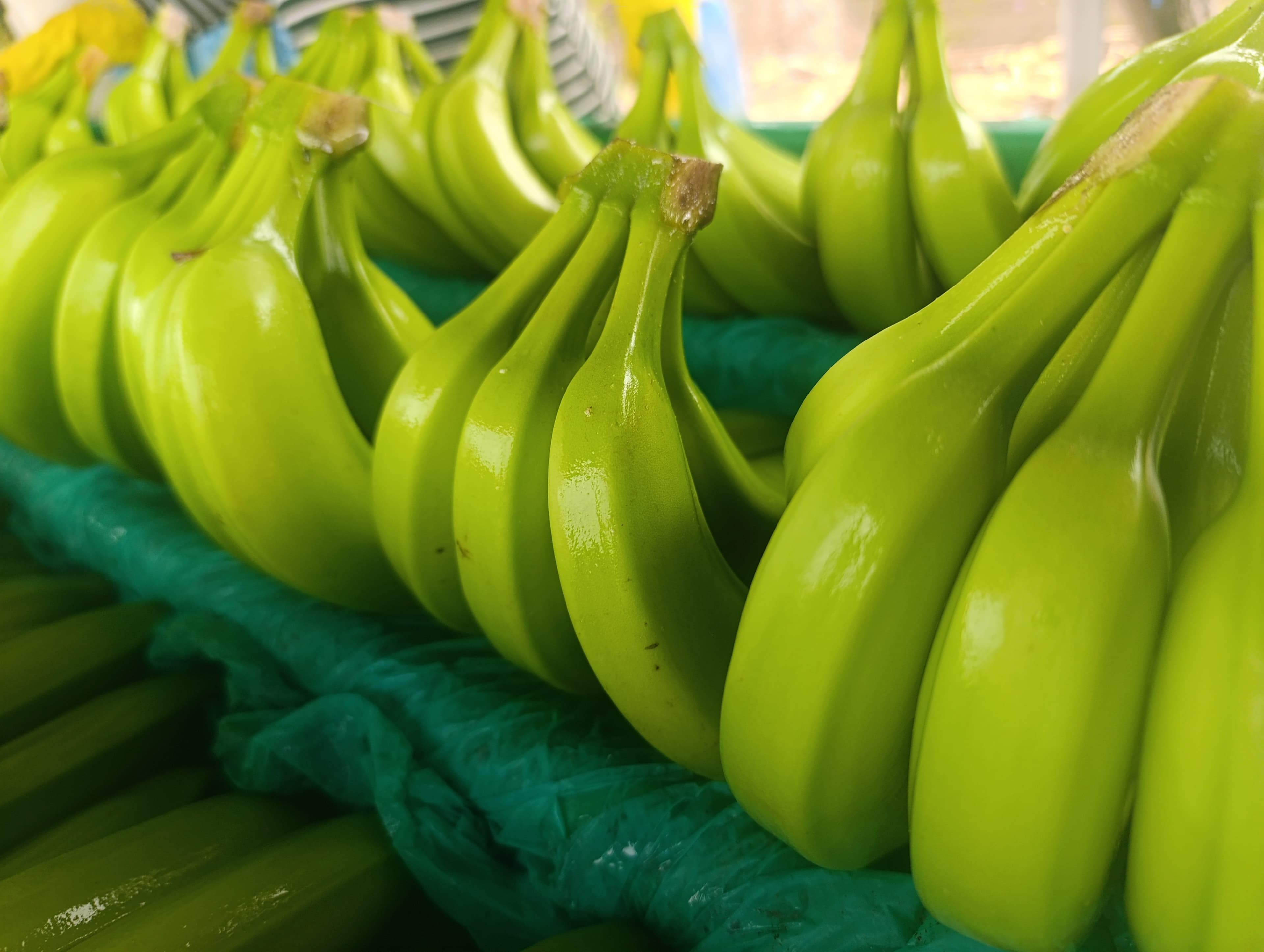 Racimos de banano orgánico certificado